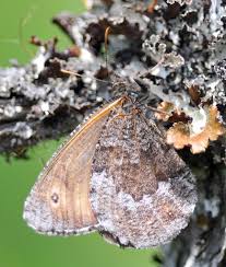 Attēlu rezultāti vaicājumam “Oeneis jutta underside”