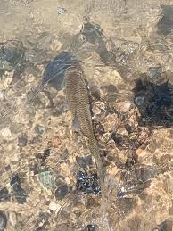 Image result for Squalius vardarensis