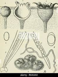 Attēlu rezultāti vaicājumam “Peziza ammophila”