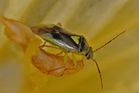 Attēlu rezultāti vaicājumam “Orthops campestris”