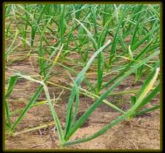 Attēlu rezultāti vaicājumam “Allium sativum fruit”