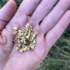 Attēlu rezultāti vaicājumam “Centaurea scabiosa fruit”