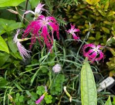 Attēlu rezultāti vaicājumam “Dianthus arenarius flower”
