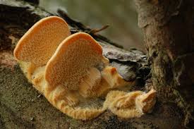 Attēlu rezultāti vaicājumam “Diplomitoporus flavescens”