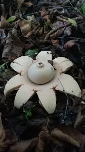 Attēlu rezultāti vaicājumam “Geastrum fimbriatum”