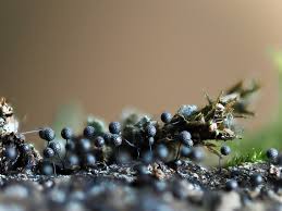 Attēlu rezultāti vaicājumam “Lamproderma gulielmae macro”