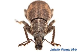 Attēlu rezultāti vaicājumam “Curculionidae”