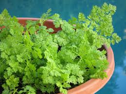 Image result for Anthriscus cerefolium