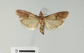 Attēlu rezultāti vaicājumam “Plodia interpunctella”