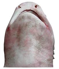 Image result for Triaenodon obesus