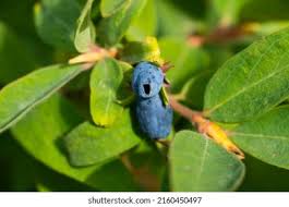 Attēlu rezultāti vaicājumam “Lonicera caerulea var. pallasii fruit”