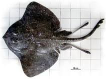 Image result for Bathyraja brachyurops