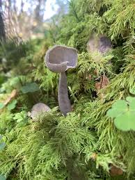 Attēlu rezultāti vaicājumam “Helvella macropus”