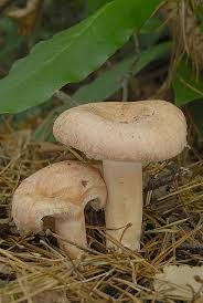 Attēlu rezultāti vaicājumam “Lactarius torminosus”