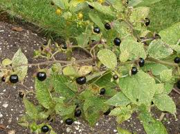 Attēlu rezultāti vaicājumam “Badhamia bethelii stalked”