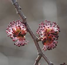 Attēlu rezultāti vaicājumam “Ulmus laevis flower”