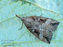 Attēlu rezultāti vaicājumam “Hypena rostralis”