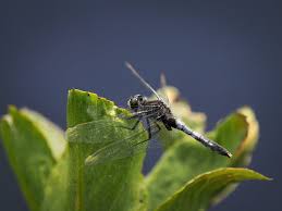 Attēlu rezultāti vaicājumam “Leucorrhinia caudalis”