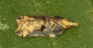 Attēlu rezultāti vaicājumam “Acleris cristana”