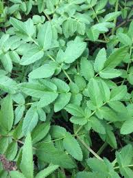 Attēlu rezultāti vaicājumam “Angelica sylvestris leaf”