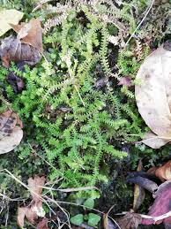 Attēlu rezultāti vaicājumam “Brachytheciastrum velutinum sporophyte”