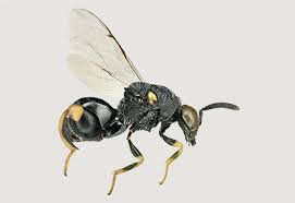 Attēlu rezultāti vaicājumam “Zygaena sp.”