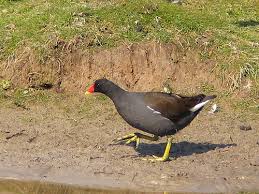 Attēlu rezultāti vaicājumam “Gallinula chloropus”