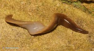 Attēlu rezultāti vaicājumam “Plathelminthes”