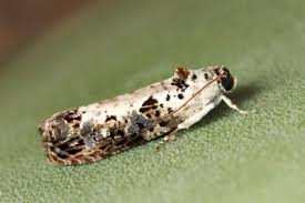 Attēlu rezultāti vaicājumam “Hedya salicella”