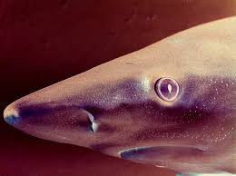 Image result for Carcharhinus acronotus