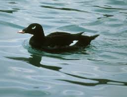 Attēlu rezultāti vaicājumam “Melanitta fusca male”