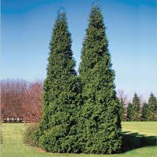 Attēlu rezultāti vaicājumam “Thuja plicata flower”