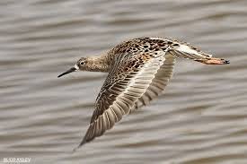 Attēlu rezultāti vaicājumam “Philomachus pugnax”