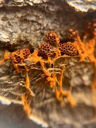 Attēlu rezultāti vaicājumam “Hemitrichia clavata”