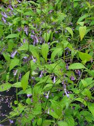 Attēlu rezultāti vaicājumam “Rabdophaga degeeri”