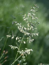 Attēlu rezultāti vaicājumam “Poa pratensis fruit”
