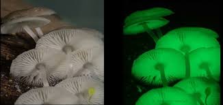 Attēlu rezultāti vaicājumam “Mycena”