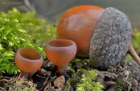 Attēlu rezultāti vaicājumam “Dumontinia tuberosa”