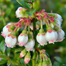 Attēlu rezultāti vaicājumam “Vaccinium myrtillus flower”