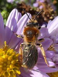 Attēlu rezultāti vaicājumam “Andrena haemorrhoa”
