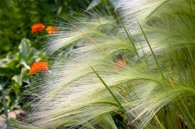 Attēlu rezultāti vaicājumam “Hordeum jubatum”