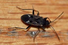 Image result for Rhyparochromus