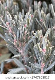 Attēlu rezultāti vaicājumam “Andromeda polifolia leaf”