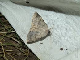 Attēlu rezultāti vaicājumam “Lygephila viciae”