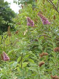 Attēlu rezultāti vaicājumam “Spiraea salicifolia flower”