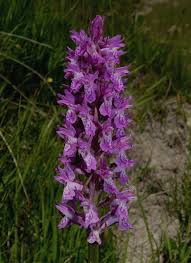 Attēlu rezultāti vaicājumam “Dactylorhiza cruenta leaf”