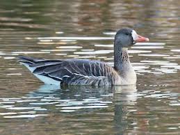 Attēlu rezultāti vaicājumam “Anser albifrons adult”