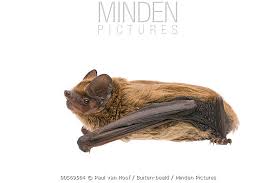 Attēlu rezultāti vaicājumam “Nyctalus leisleri”