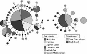 Image result for Raja straeleni