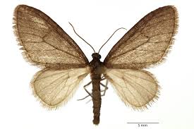 Attēlu rezultāti vaicājumam “Trichopteryx carpinata”